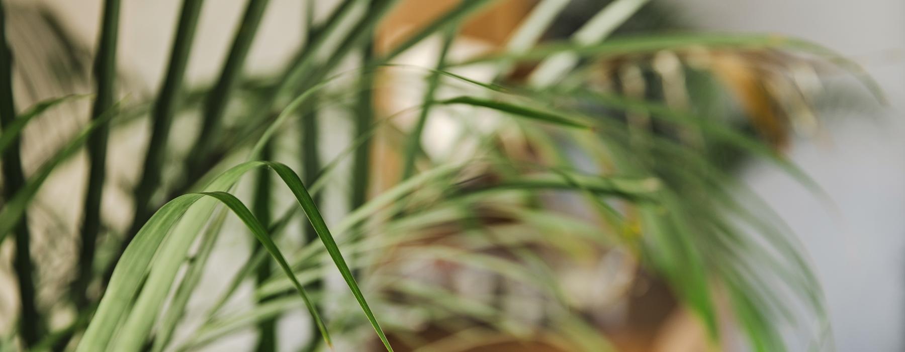 a plant in a pot