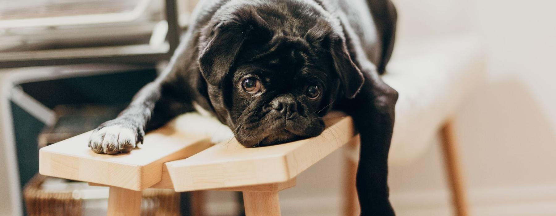 a dog sitting on a chair